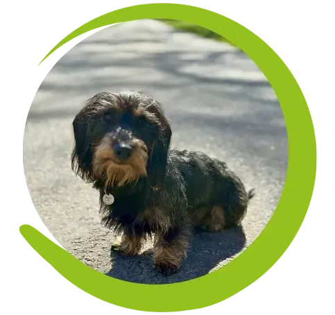 Mein Fokus - Tierarztpraxis Bakum Dackel sitzt auf einem Weg im Freien